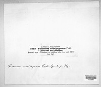 Apiognomonia veneta image